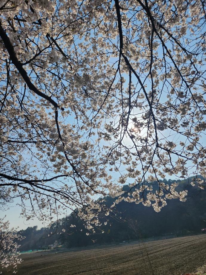 안녕하세요 천안사랑기자단입니다~ 4월 봄이 시작되었습니다.
봄이 되면 꽃놀이는 필수 여행코스겠지요?
그래서 천안의 자랑 위례벚꽃축제를 소개하고자 합니다.
위례벚꽃 축제는 4월 6일~7일까지 진행하였습니다.벚꽃은 날씨에 영향을 많이 받는 나무입니다.
작년에는 비바람이 많이 불어 만개한 벚꽃을 오래 볼 수 없어서 참 아쉬웠는데요
올해도 작년처럼 날씨가 좋지 않을까봐 조마조만 했는데요
날씨가 화창하고 맑아서 벚꽃을 보러가기 좋았습니다벚꽃 축제장으로 가는 길은 험난했습니다. 
차가 많아서 입구쪽에서 정차가 지속됐습니다
그래도 아름다운 벚꽃을 보기 위해서 이런 험난한 과정은 감수해야겠지요은석초등학교가 주차장으로 운영되고 있었지만 곳곳에 주자창이 넓게 있어서 주차할 공간은 충분했습니다.
저희는 은석초등학교까지 가지 않고 미리 주차를 하고 벚꽃을 보면서 걸어다녔습니다.가요제, 댄스 공연, 경품추첨 등 다양한 행사가 마련되어 있었습니다
유명 가수보다 일반인들이 축제에 참여할 수 있는 많은 코너를 준비하여 시민들의 의한 축제여서 좋았습니다.길목마다 위례초 학생들의 벚꽃 작품들이 있어서 가는 길이 지겹지 않고 즐겁더라구요
벚꽃길과 함께 또 하나의 볼거리였습니다.곳곳에 포토존도 마련되어 있었습니다.
포토존이 있어서 아름다운 벚꽃길을 더 아름답게 추억으로 저장할 수가 있었습니다.공방과 농수산물 부스, 복고의상 체험 부스 등이 진행되어 다양한 체험을 할 수 있는 공간과
푸드트럭이 있어 다양한 먹거리를 즐길 수 있는 축제의 장이였습니다벚꽃잎이 하늘하늘 고운자태를 뽑내고 있습니다.
하얀꽃잎이 떨어지면 마치 함박눈이 펄펄 내리는 것 처럼 보여서 장관을 연출합니다.
저는 낮에 가서 바람한 점 없어서 꽃잎이 떨어지는 관경을 보지 못했는데 
5시~6시쯤에 가면 꽃잎이 날리는 모습을 볼 수 있을 것 같습니다
이제 아름다운 벚꽃사진을 감상해보겠습니다사람들이 많이 있어서 벚꽃을 천천히 감상할 수 없는 아쉬움이 있었습니다
하지만 천안에는 원성천 등 벚꽃을 감상할 수 있는 곳이 많습니다.
저는 돌아오는 길에 메가마트앞에 벚꽃이 아름답게 피어있어 돗자리를 깔고 누워서 감상을 하였는데요
일주일간 묵었던 스트레스가 확 풀리더라구요벚꽃이 흩날리는 4월~ 벚꽃보러 멀리가지 마시고 가까운 천안에서 구경하시는 걸 추천드립니다
